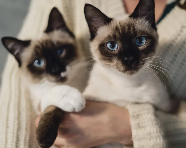 pet food automatic dispenser